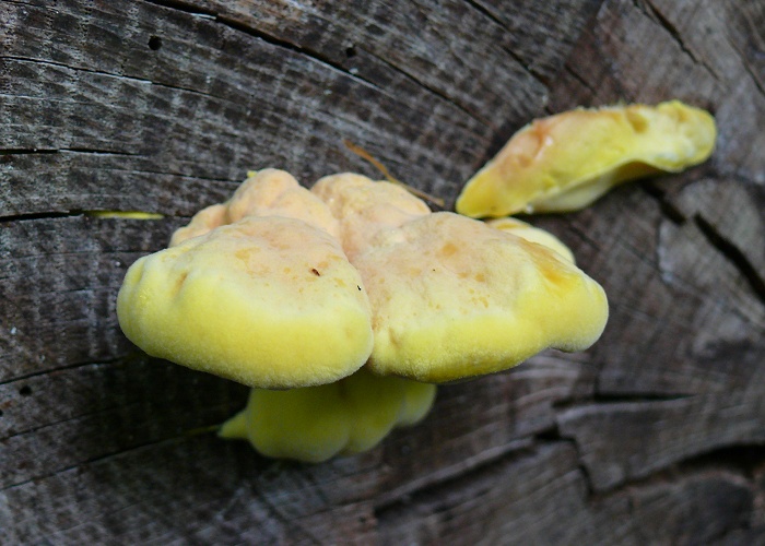 LaetiporusSulphureus